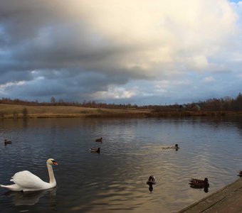 Белый лебедь