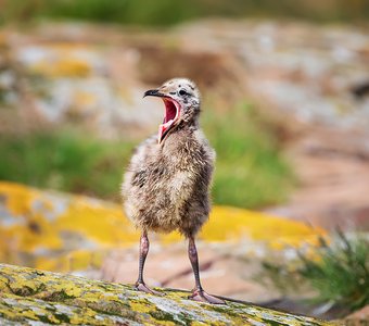 Птенец чайки в поисках мамы. Острова Фарн. Англия