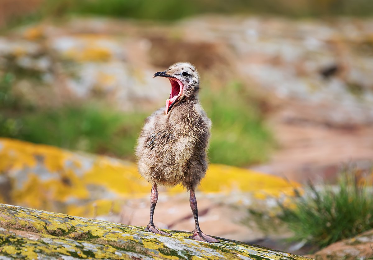 Птенец чайки в поисках мамы. Острова Фарн. Англия
