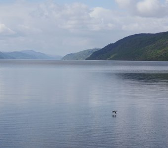 Чайка (озеро Лох-Несс, Шотландия)