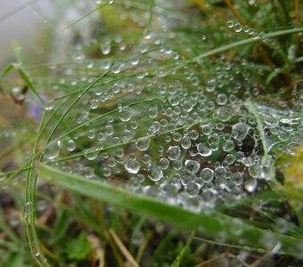 Капельки росы