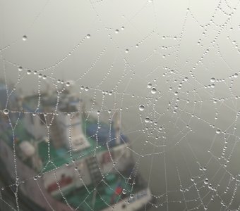 Росинки на паутине