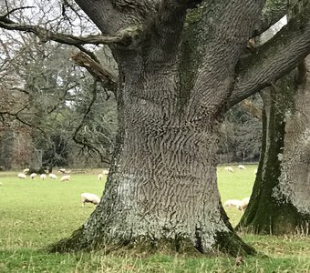 Парк, National Trust Knightshayes, Tiverton, January 2020