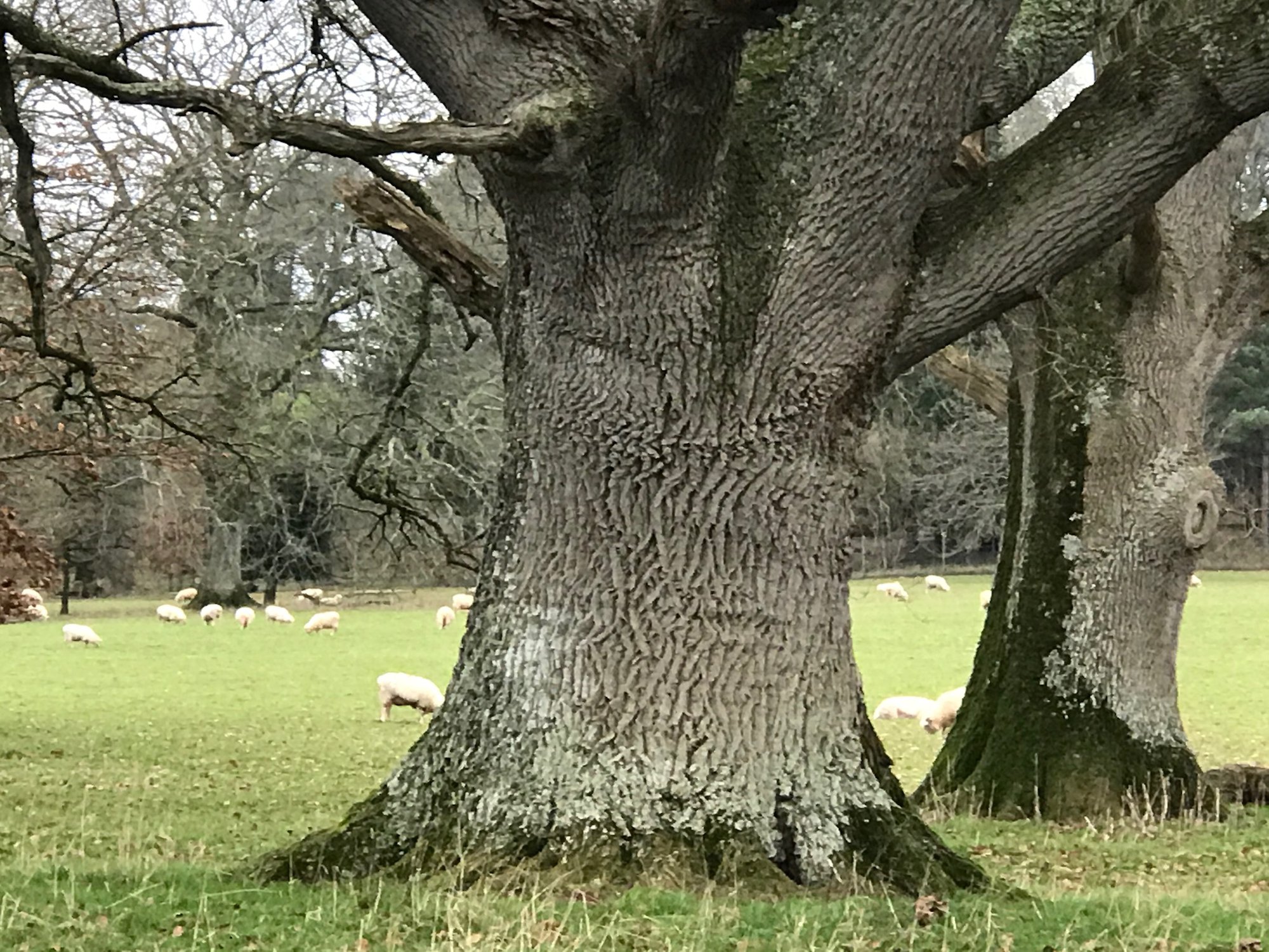 Парк, National Trust Knightshayes, Tiverton, January 2020