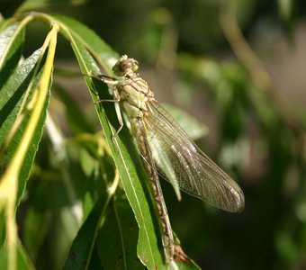 Летнее утро, Киев, Труханов остров июль 2014