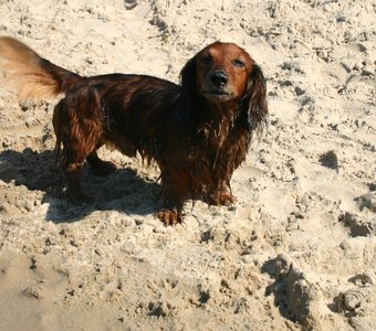 Летнее утро, Киев, Труханов остров июль 2014