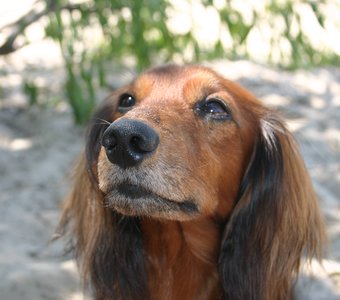 Летнее утро, Киев, Труханов остров июль 2014