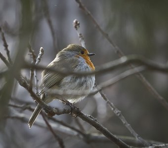 Зарянка