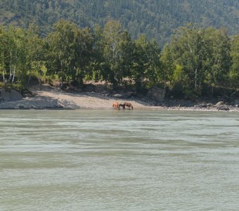 Водопой на Катуни