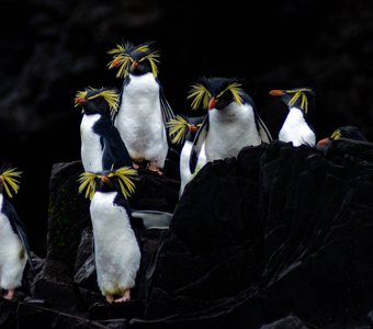 Северные хохлатые пингвины