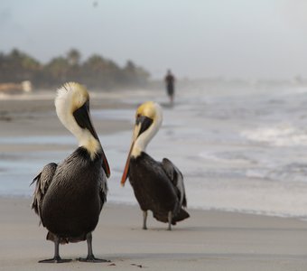 Пеликаны острова свободы