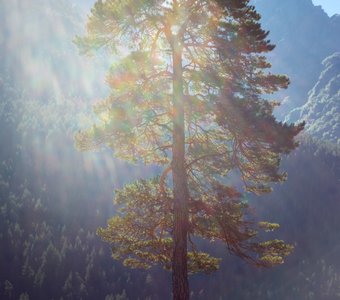 На юге диком стоит одиноко..