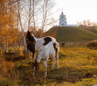Лошадки цвета осень