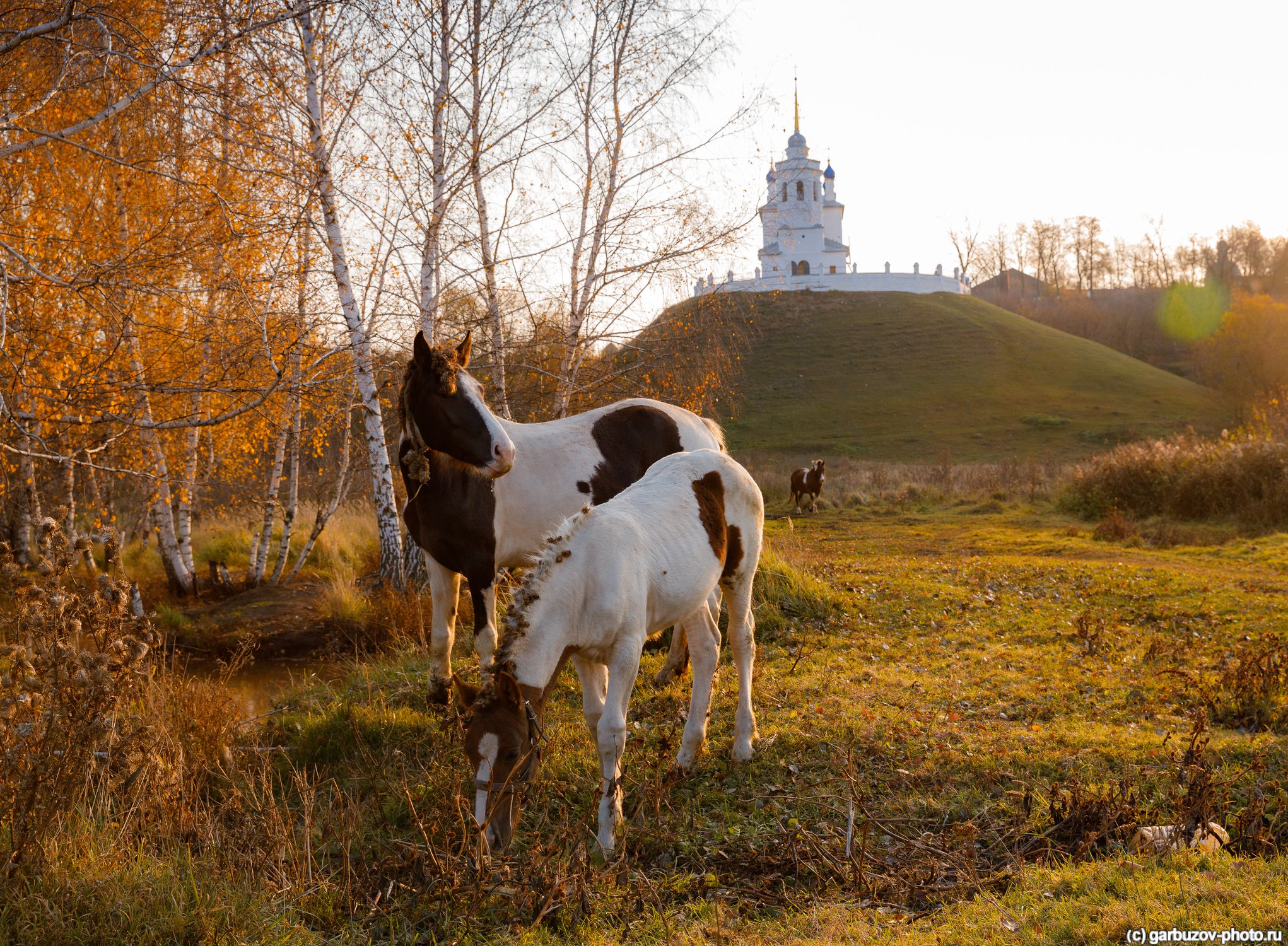 Лошадки цвета осень