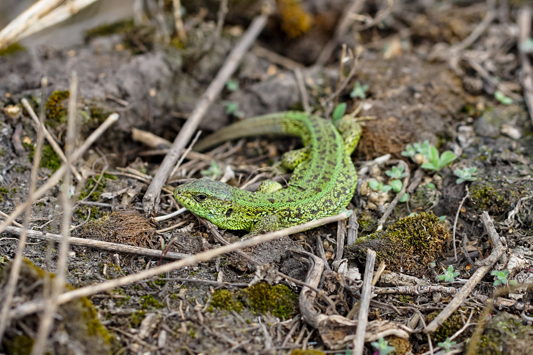 Lacerta agilis