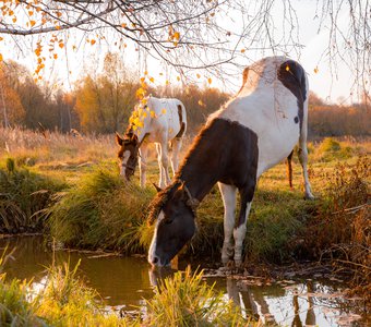 Лошадки цвета осень