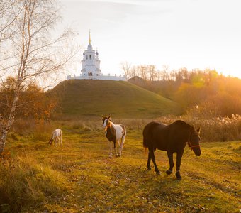 Лошадки цвета осень