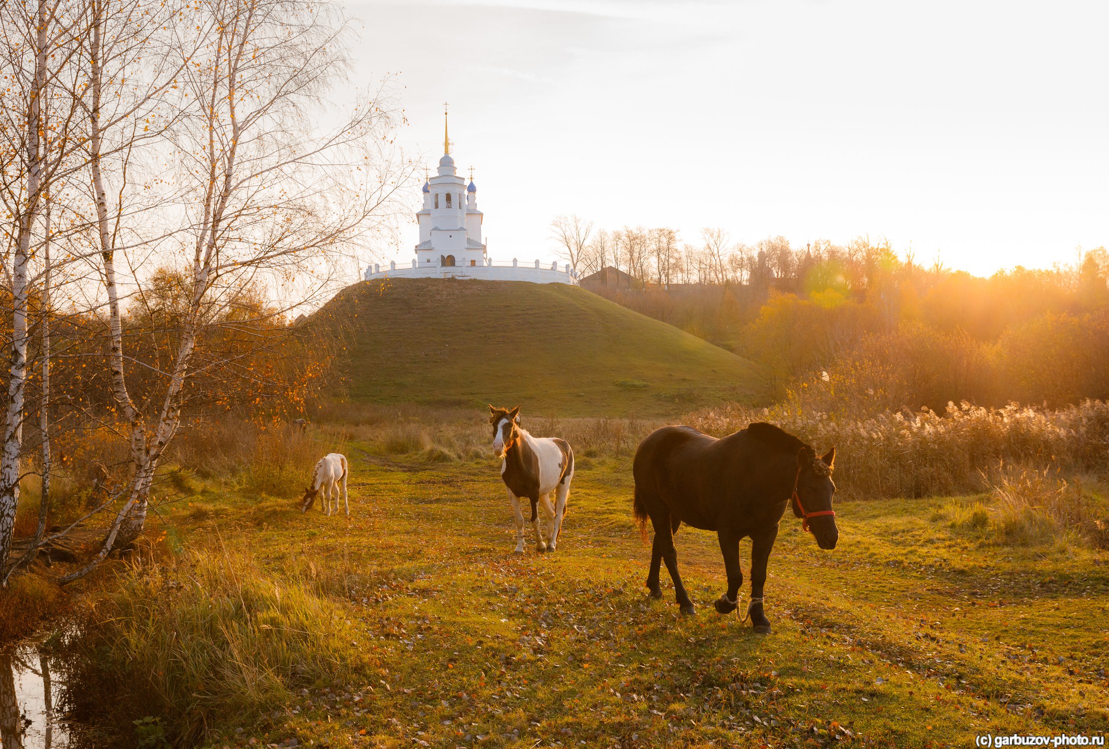Лошадки цвета осень