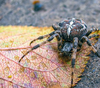 Spider on the leaf