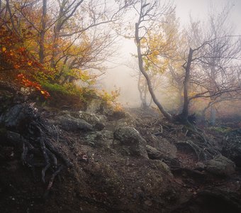 Осенний лес в Долине привидений