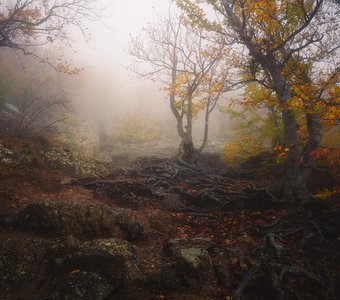 Камни, корни и туман