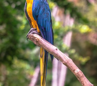 Попугай из парка птиц на о. Бали
