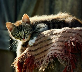 деревенский котик
