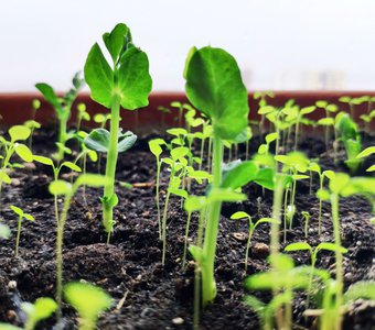 Новая жизнь