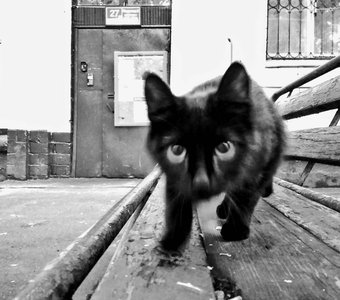 Жизнь уличных котов #2