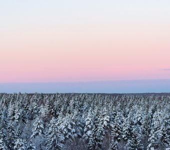 Зимние лесные горизонты на рассвете