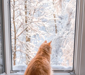 Кот смотрит в зиму