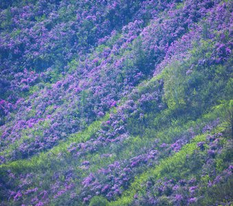Цветение Маральника в Горном Алтае, весна 2020.