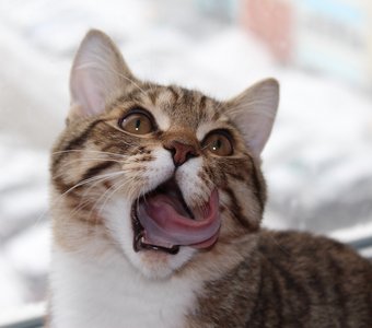 Полосатый зевун