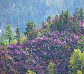 Цветение Маральника в Горном Алтае, весна 2020.