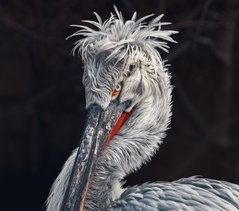 Кудрявый пеликан