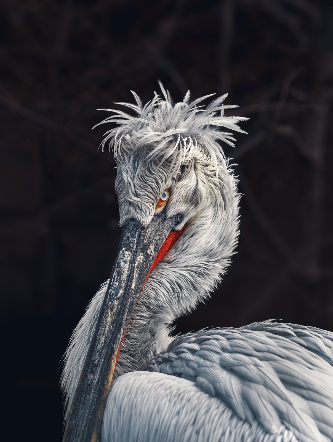 Кудрявый пеликан