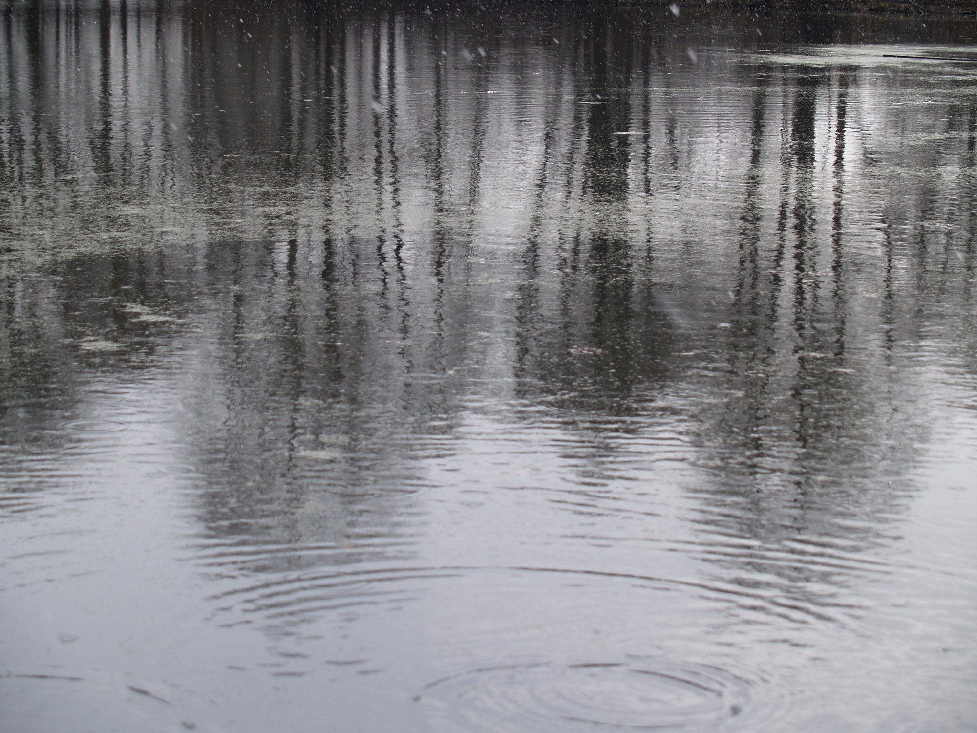 Деревья на разводах