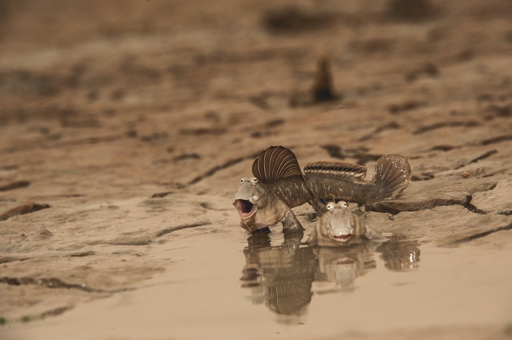 Образцовый отец: илистый прыгун