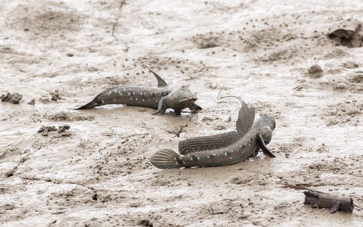 Фото: budak / Flickr