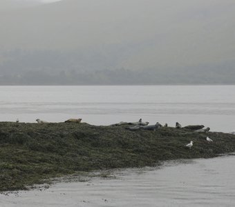 Колония тюленей на Loch Linnhe