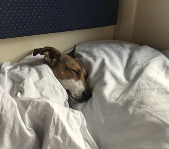 Собаки тоже люди