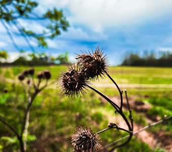 Arctium láppa