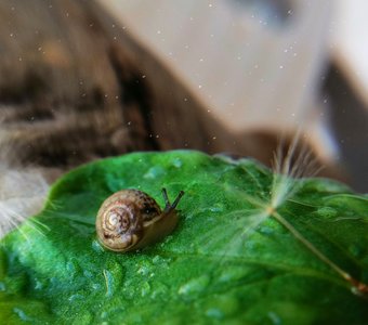 Улитка Малышка