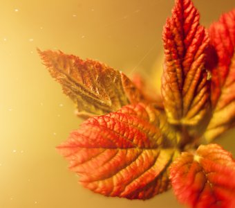 Краски весны