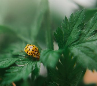 Божья коровка