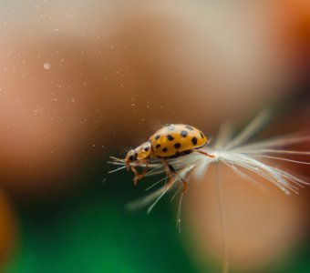 Волшебная пыльца