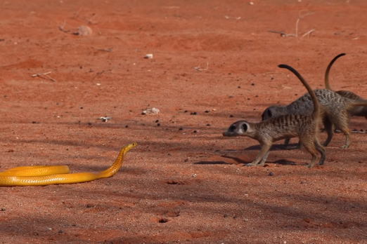 Отчаянные сурикаты против самой ядовитой кобры: видео