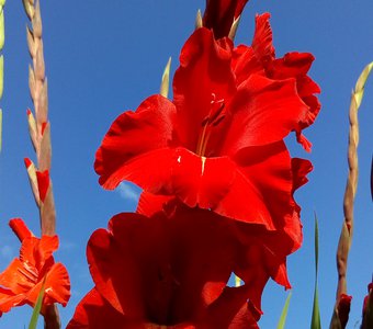 Красный гладиолус в саду