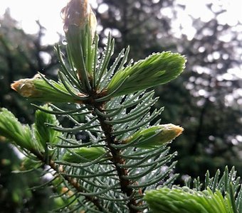 После дождя