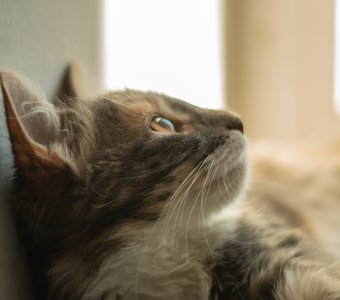 кошка на подоконнике, солнечный портрет